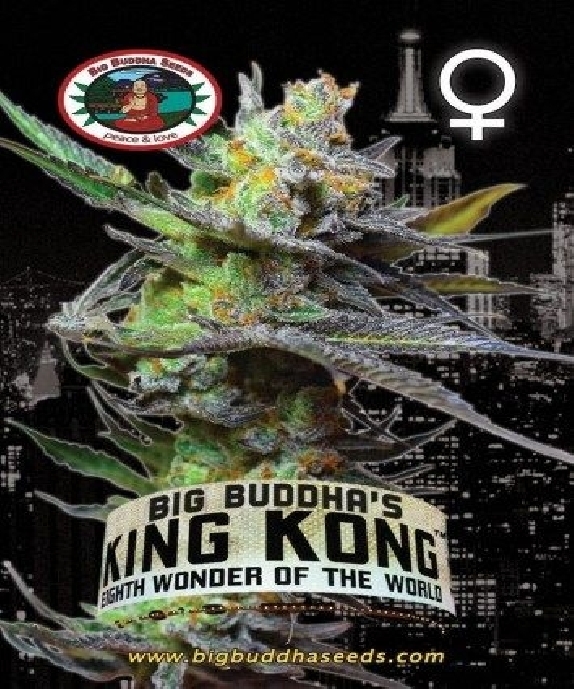 King Kong Cannabis Seeds
