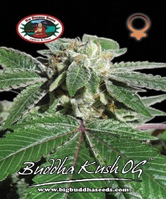 Kush OG Cannabis Seeds