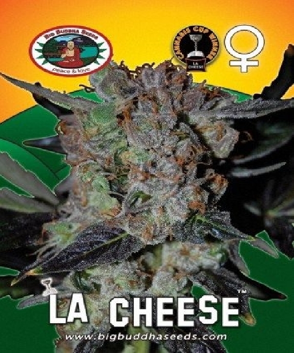LA Cheese Cannabis Seeds