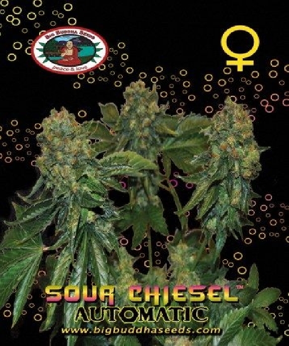 Sour Chiesel Auto Cannabis Seeds