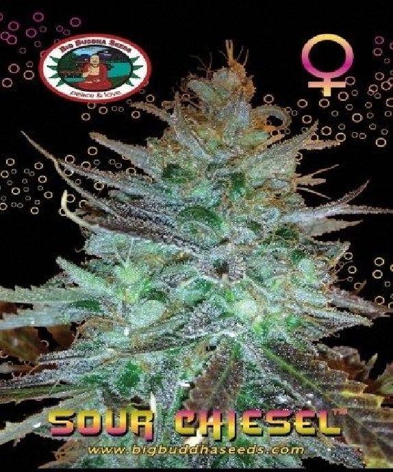 Sour Chiesel Cannabis Seeds