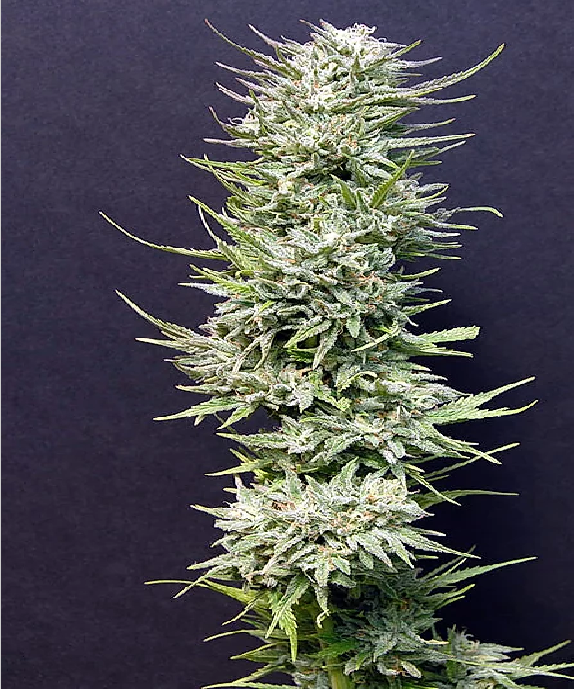 Big Freeze Cannabis Seeds