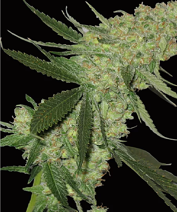 Big Stilton Auto Cannabis Seeds