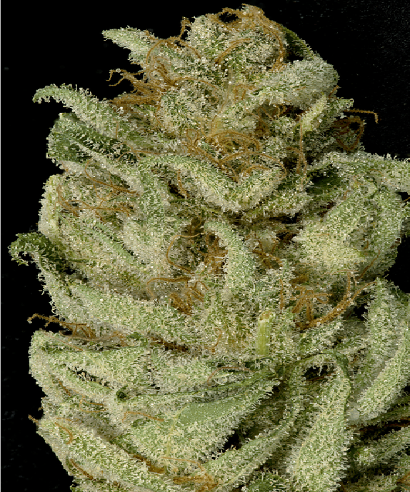 Bruce Banner #3 Cannabis Seeds