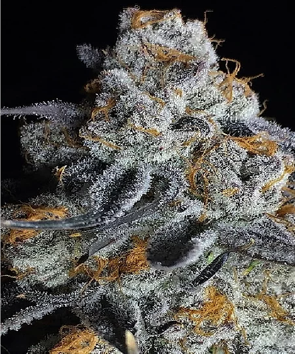 Crystal Gelato Cannabis Seeds