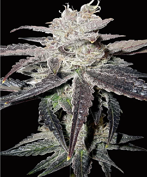 Freeze Berry Auto Cannabis Seeds