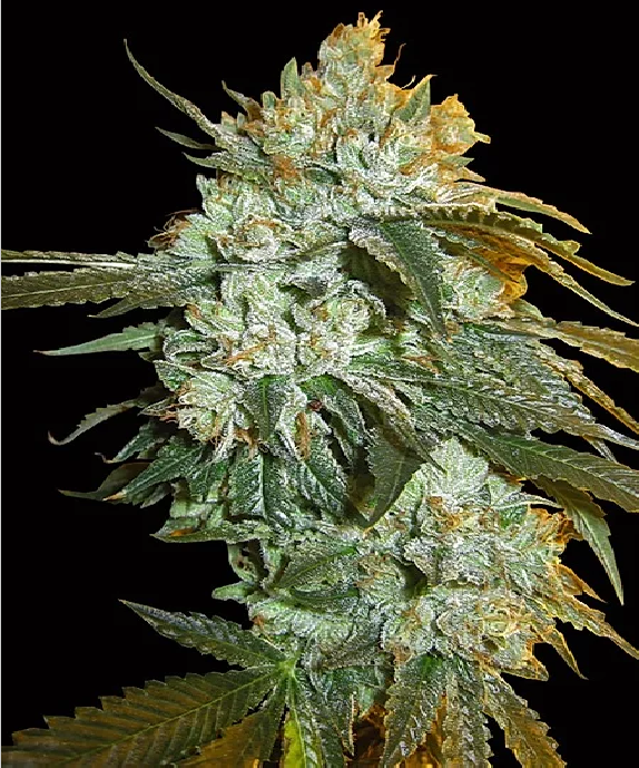 Head Stash Auto Cannabis Seeds