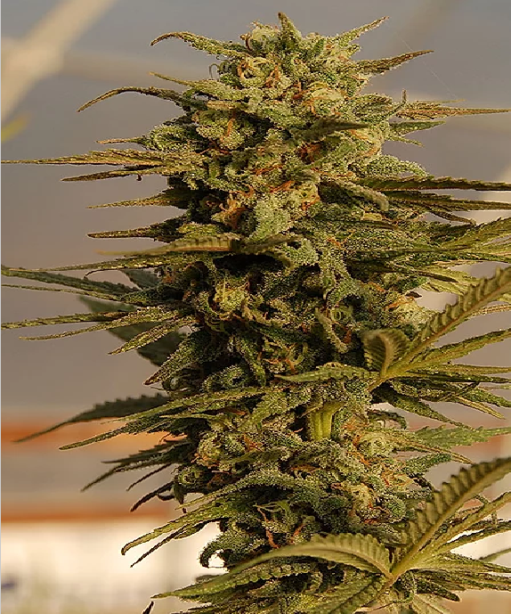 Julie's Cookies Auto Cannabis Seeds