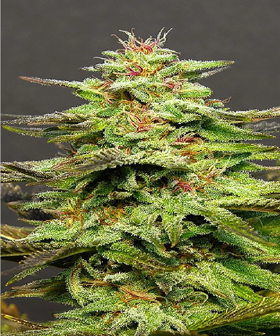 Julies Cookies Cannabis Seeds