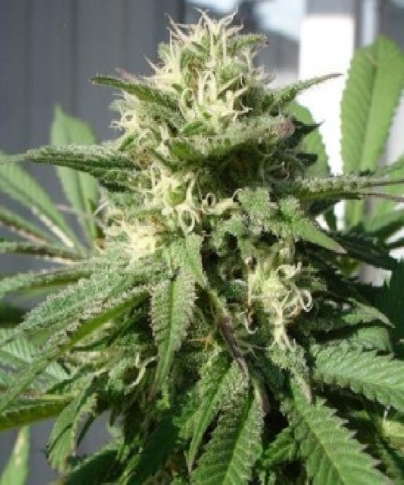 Bubble Bud Cannabis Seeds