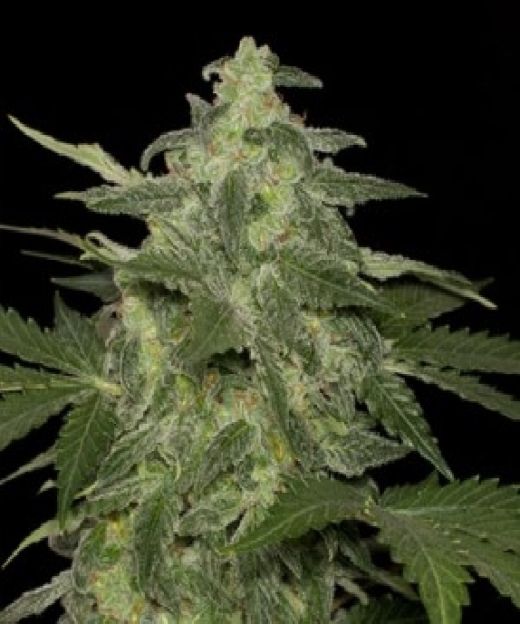 Diesel-Matic Cannabis Seeds