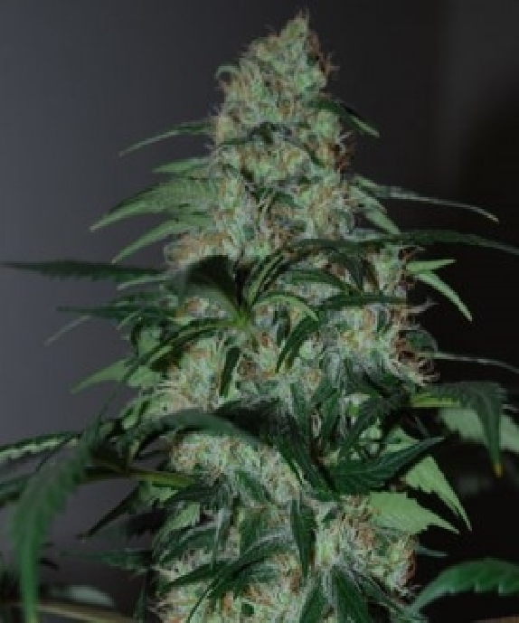 Five-O Cannabis Seeds