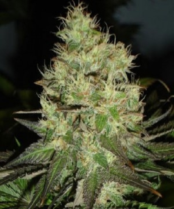 Jack Herer Cannabis Seeds