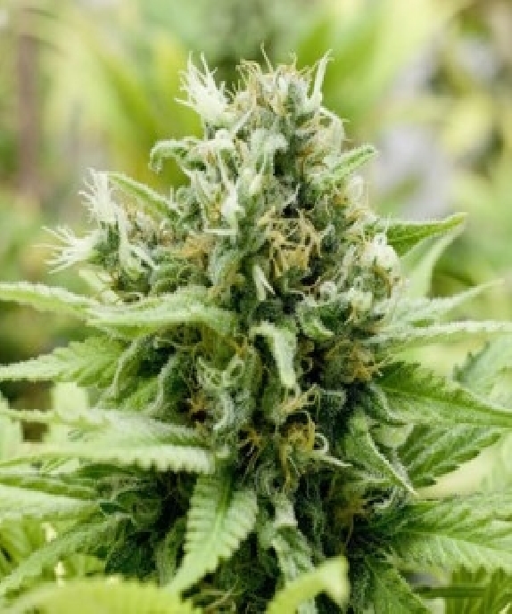 Jack-Matic Cannabis Seeds