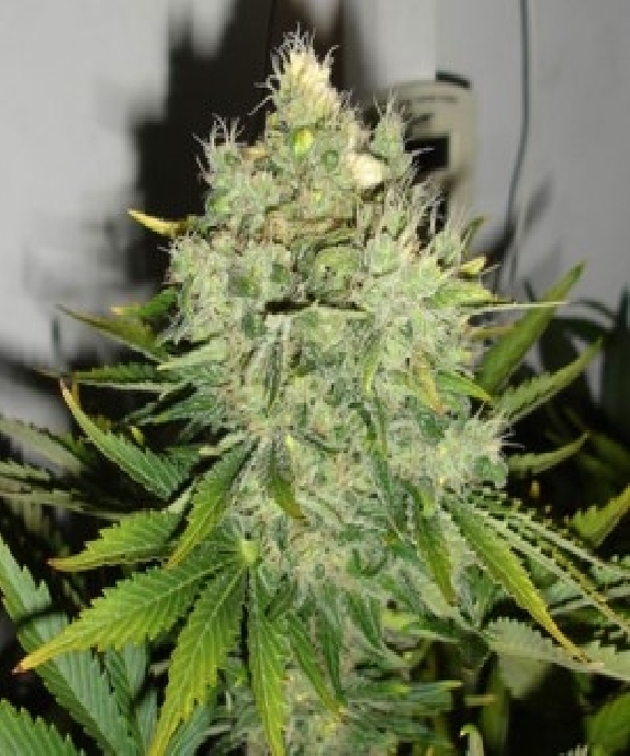 Pepperjack Haze Cannabis Seeds