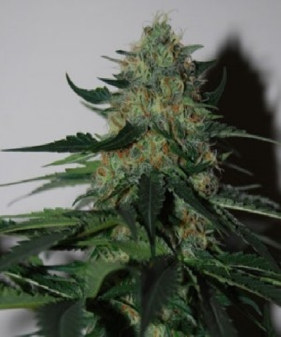 Pineapple Gum Cannabis Seeds