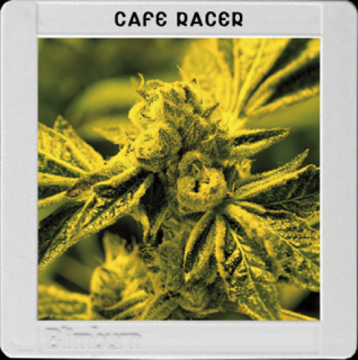 America Cafe Racer Cannabis Seeds
