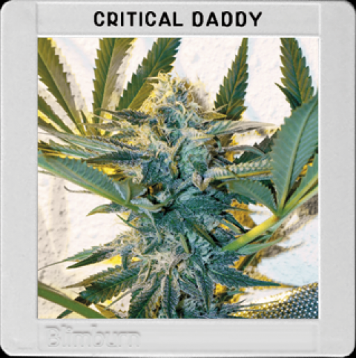 America Critical Daddy Purple Cannabis Seeds