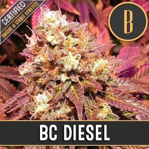 BC Diesel Cannabis Seeds