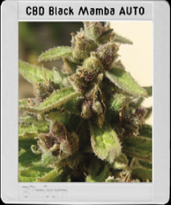 Black Mamba CBD (Mamba Negra) Auto Cannabis Seeds