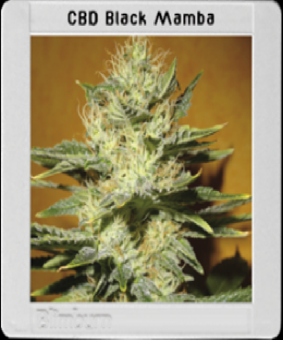 Black Mamba CBD Cannabis Seeds