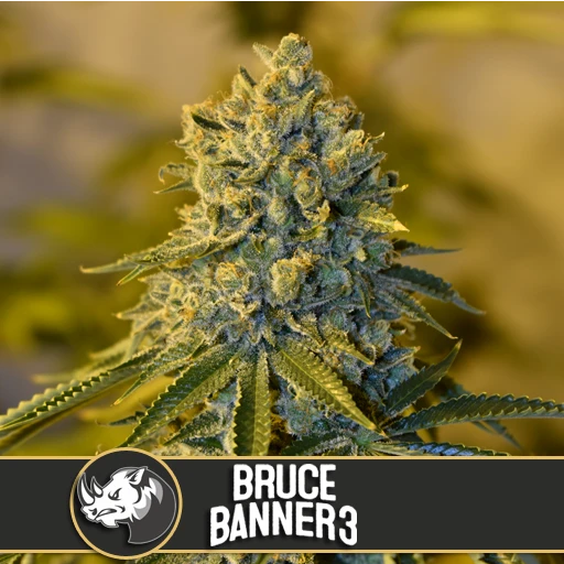 Bruce Banner #3 Cannabis Seeds