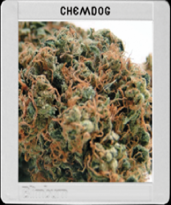 Chemdog #4 Cannabis Seeds