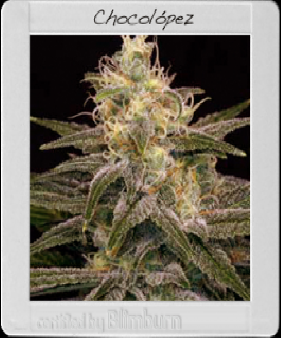 Chocolopez Cannabis Seeds