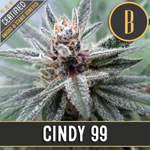 Cindy 99 Cannabis Seeds