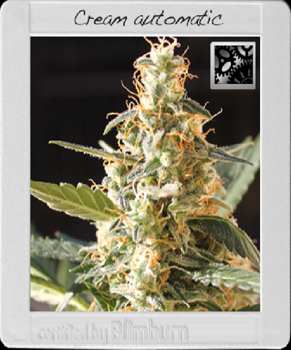 Cream Automatic Cannabis Seeds