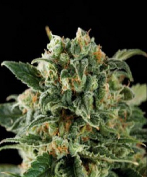 Critical Automatic Cannabis Seeds