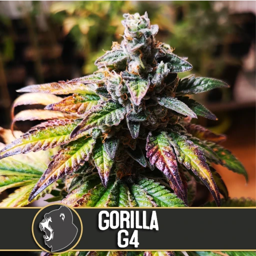 Gorilla Glue #4 Cannabis Seeds