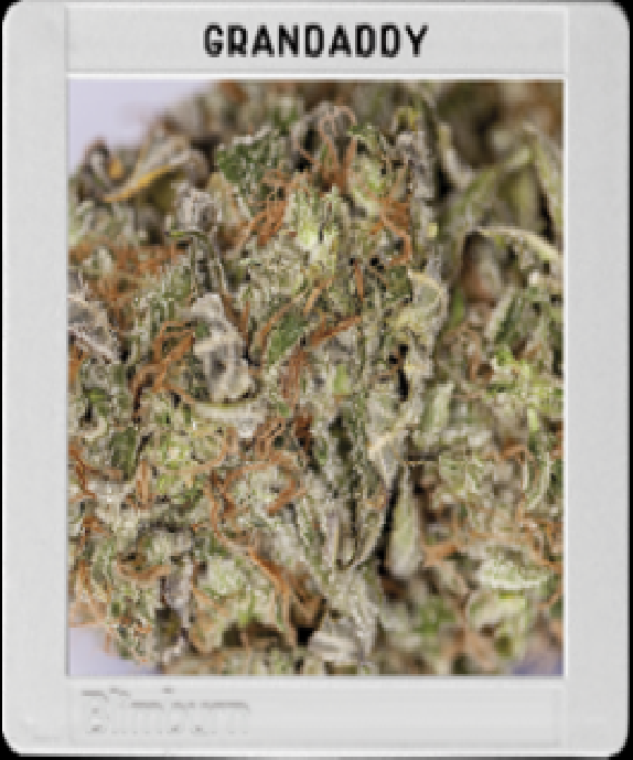 Grandaddy Purple Cannabis Seeds