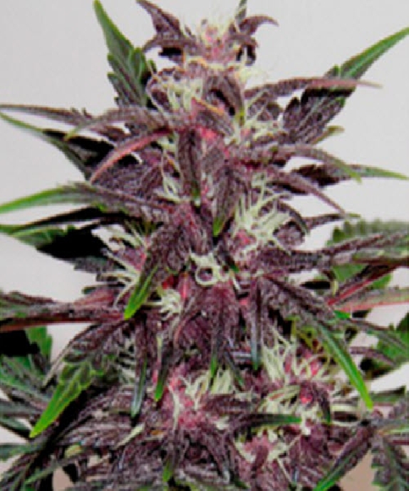 Grizzly Purple Kush  Cannabis Seeds