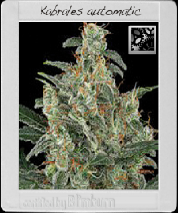 Kabrales Automatic Cannabis Seeds