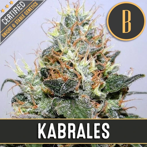 Kabrales Cannabis Seeds