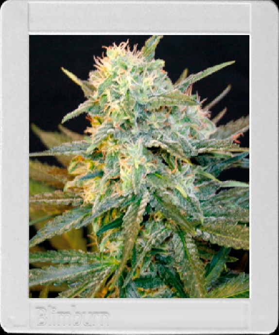 Mamba Negra Auto Cannabis Seeds