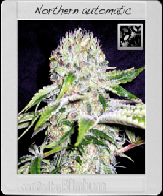 Northern Automatic Cannabis Seeds