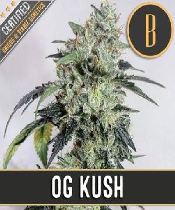 OG's Kush Cannabis Seeds