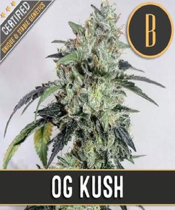 OG's Kush Cannabis Seeds