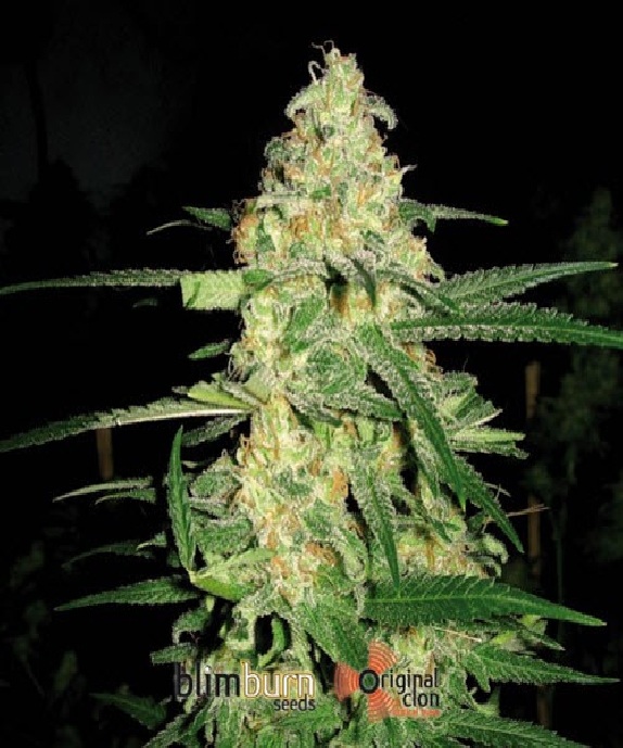 Original Clon Cannabis Seeds