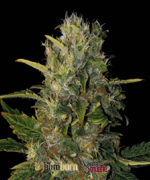 Santa Muerte Cannabis Seeds
