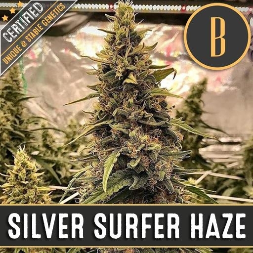 Silver Surfer Haze Cannabis Seeds