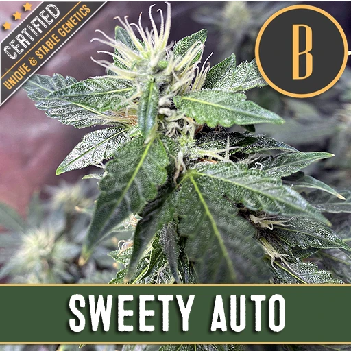 Sweety Automatic Cannabis Seeds