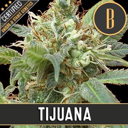 Tijuana Cannabis Seeds