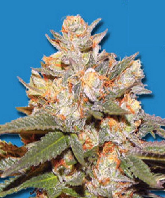 Big Bomb Auto Cannabis Seeds