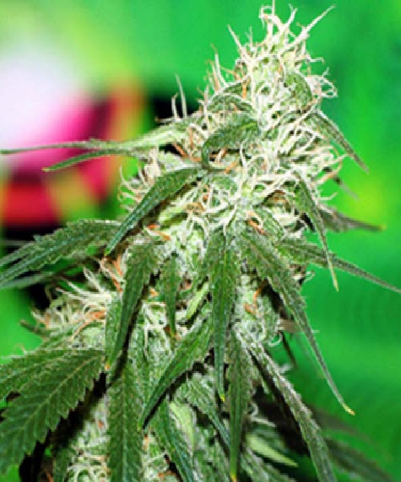 Buzz Bomb Cannabis Seeds