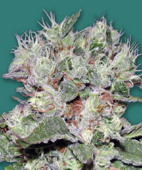 CBD Bomb Cannabis Seeds