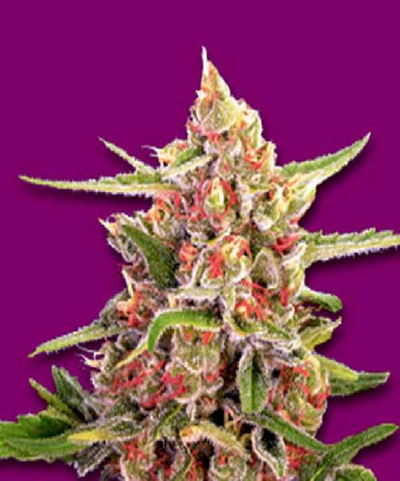 Cherry Bomb Cannabis Seeds