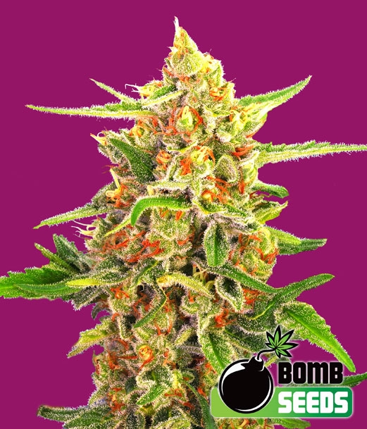 Cherry Bomb Cannabis Seeds